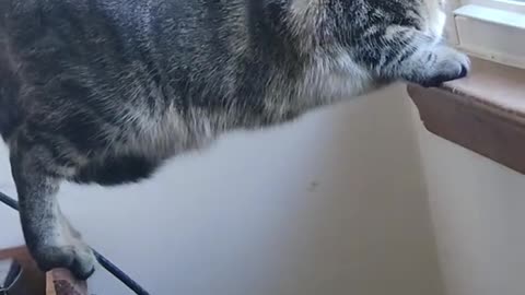 Cat Planks For Window View