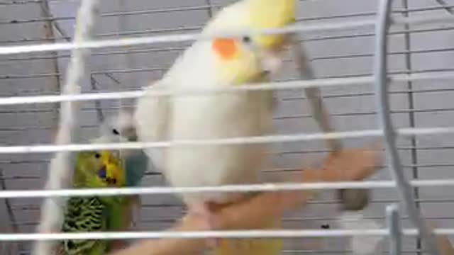 les canaries dans la cage