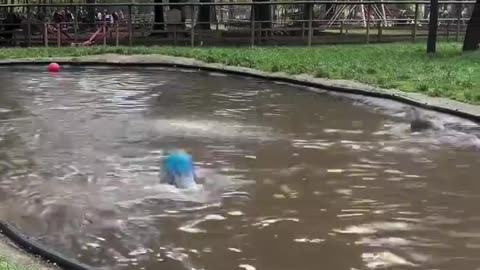 Otter playing with a ball.. 😊