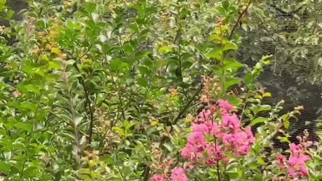 Ibirapuera Park, São Paulo.