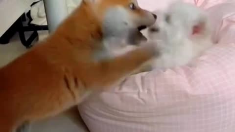 Cute Puppys Fighting 🐶 😍