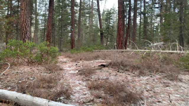 Exploring the Forest – Central Oregon – Edison Sno-Park