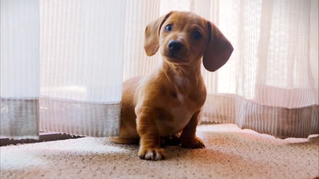 Sweet Cute doggie looking style and face reaction