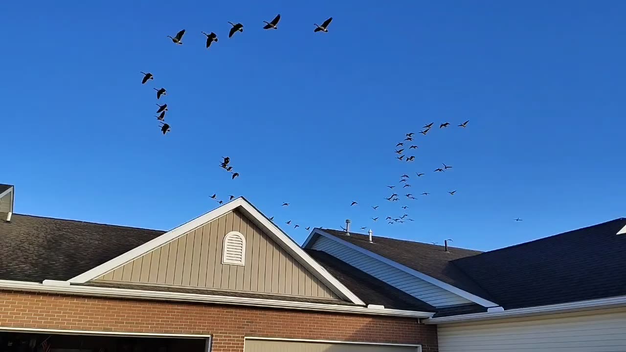 Goose Fly-over