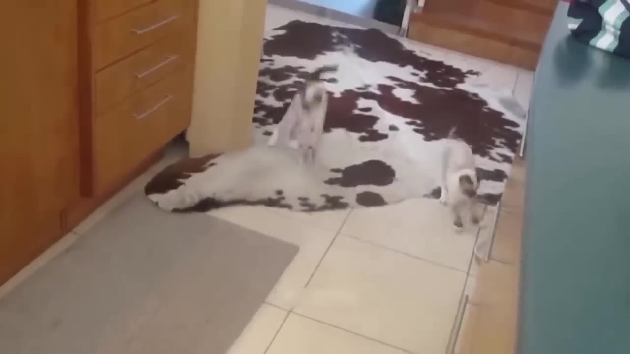 Funny Animal Videos 2023 π - Funniest Cats And Dogs Video πΊπ