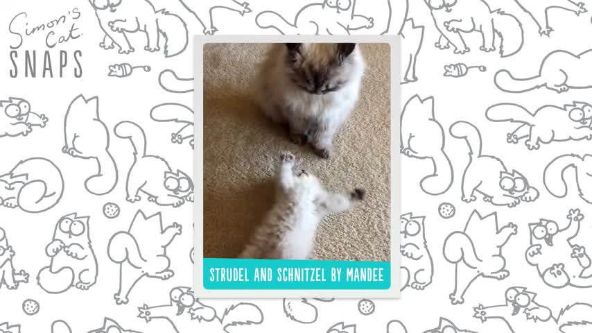 Kittens Being Cute - Simon's Cat Snaps FAN VIDEOS