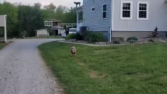 German Short Haired Pointer Somehow Gets on the Roof