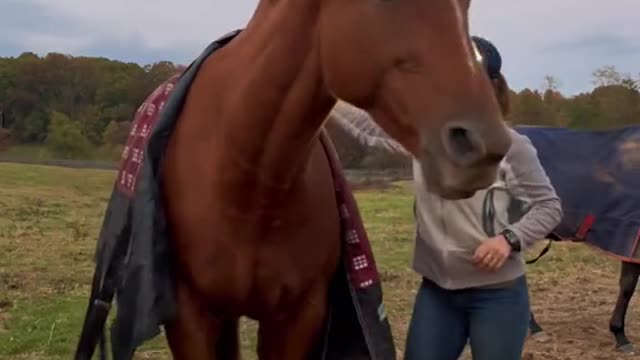 Trying to put a blanket ona sassy chestnut mare