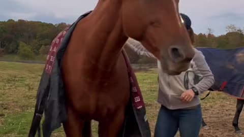 Trying to put a blanket ona sassy chestnut mare