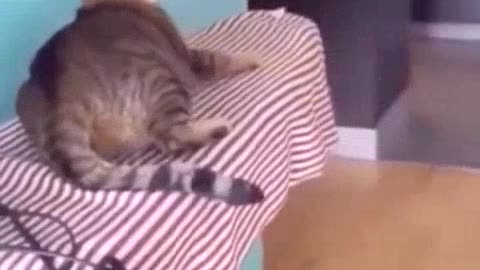 Funny Animal Videos Baby Cats Cute Pets Videos 2023