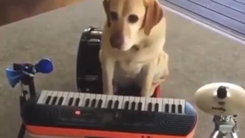 This dog plays all the music instruments at once #shorts #viral #shortsvideo #video