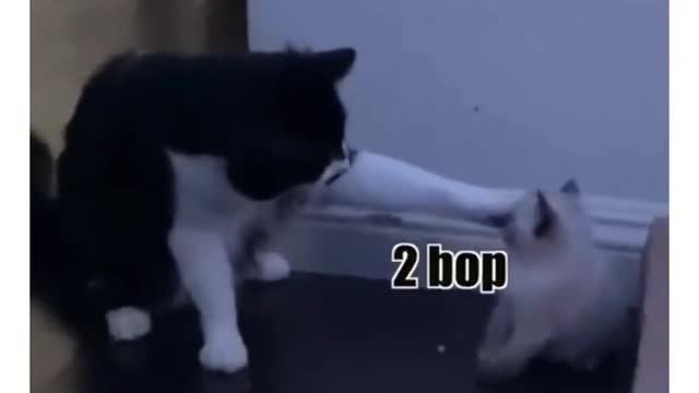 Cat funny video part-76