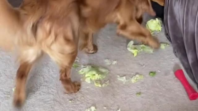 Ben the Golden Plays with Lettuce