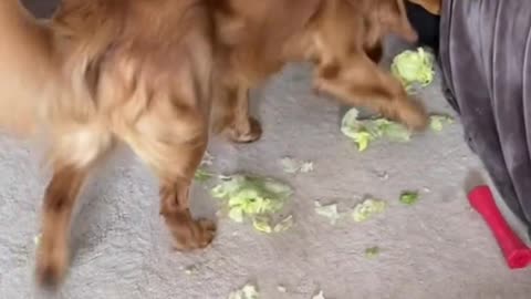 Ben the Golden Plays with Lettuce