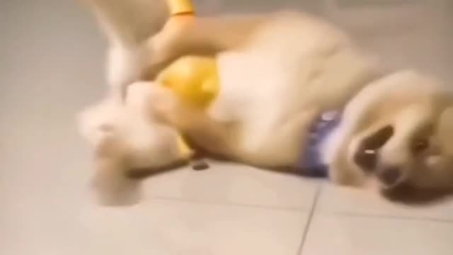 A lovely puppy, master. Please find me a girlfriend.