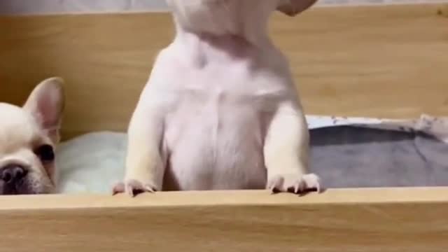 Listen to what the little short-legged dog is saying, are you hungry?