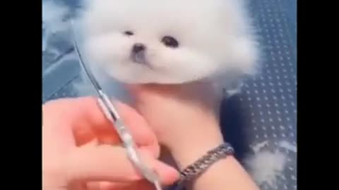 🐕CUTE PUPPY DOG NEW HAIRSTYLE #SHORTS