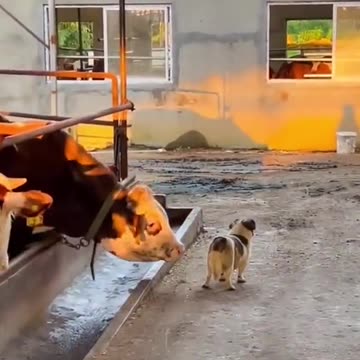 Funny animal video🐶 #dog #cat #animal #funny