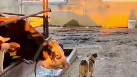 Funny animal video🐶 #dog #cat #animal #funny