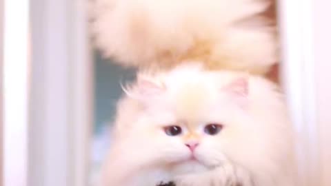 Funny animal cute cat video