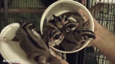 SUGAR GLIDERS Flying - Funny & Cute Compilation