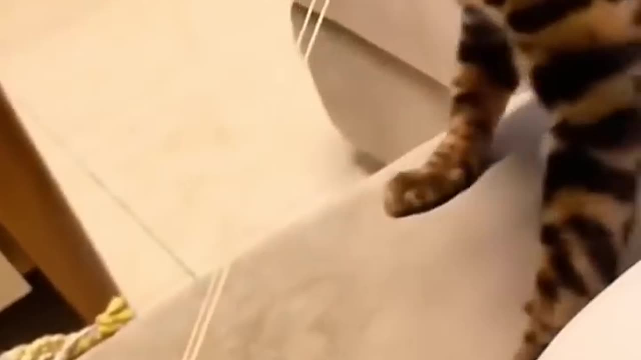 cat funny dance