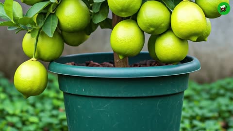 🌿Grow Lemon Tree Faster with These Pro Tips! Best Ideas for Propagate Lemon Tree!