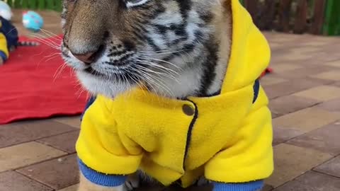 Little tiger