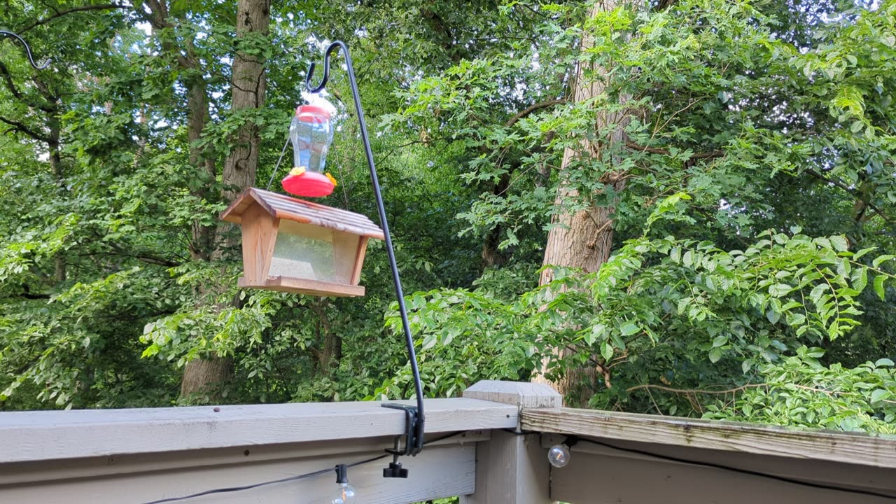 Backyard Bird Feeder - June 23 2023