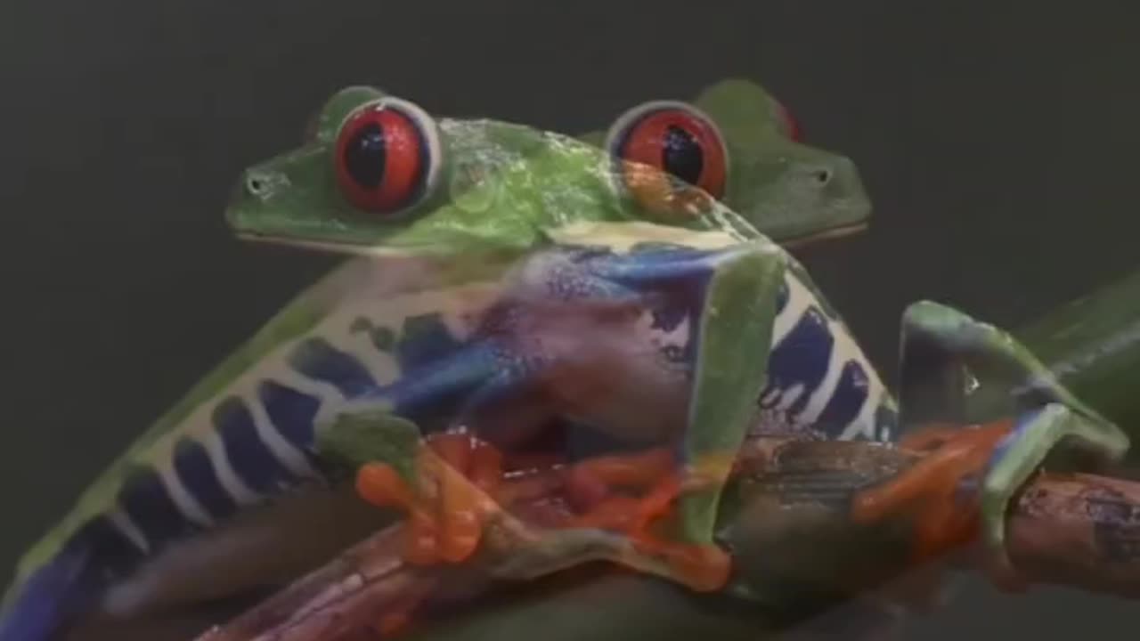 RED-EYED TREE FROG~AN ARBOREAL HYLID NATIVE TO NEOTROPICAL RAINFORESTS RANGES FROM MEXICO THROUGH CENTRAL AMERICA TO COLUMBIA