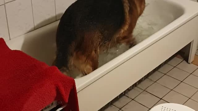 German Shepherd Plays in Bathtub