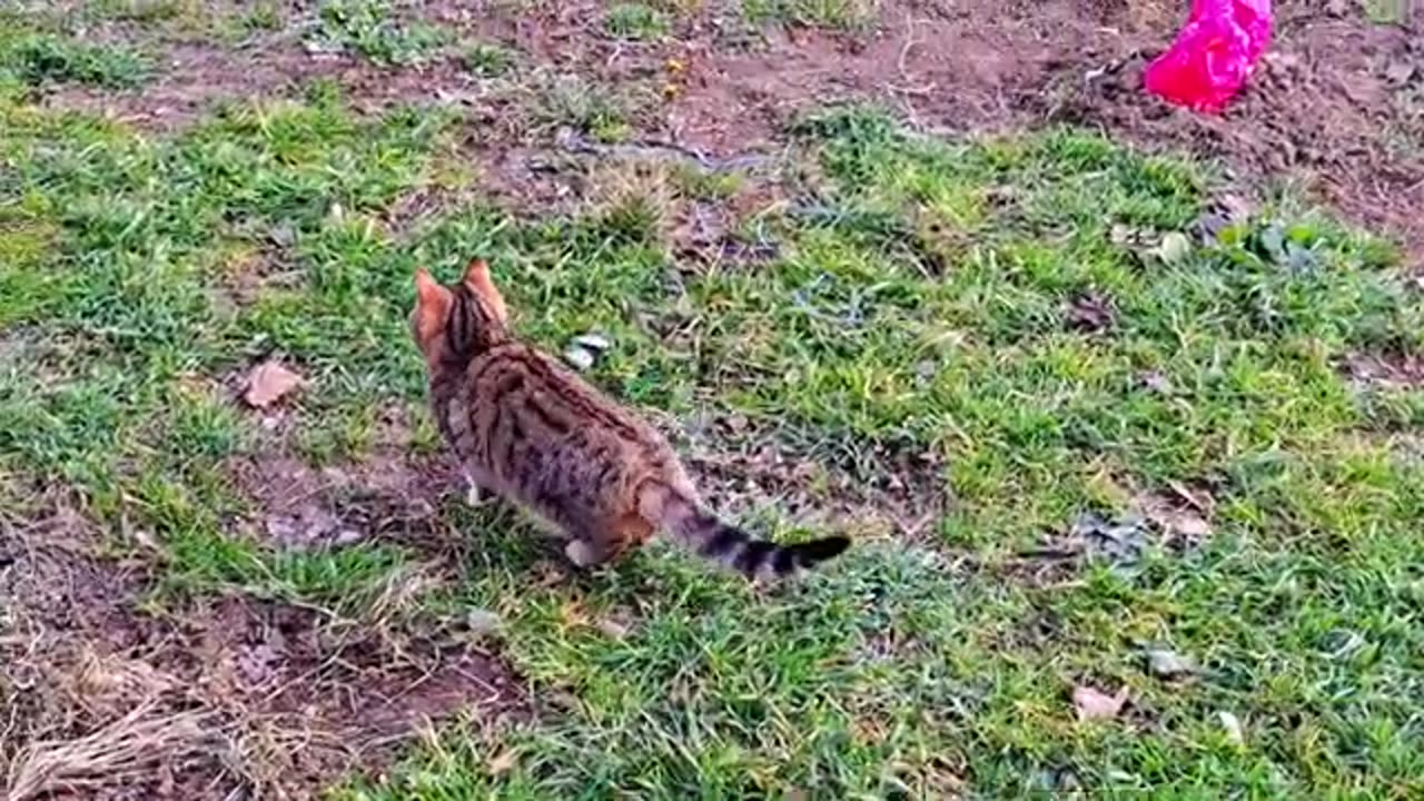 A cute kitten is playing in the yard 🥰 The kitten climbs over the fence.