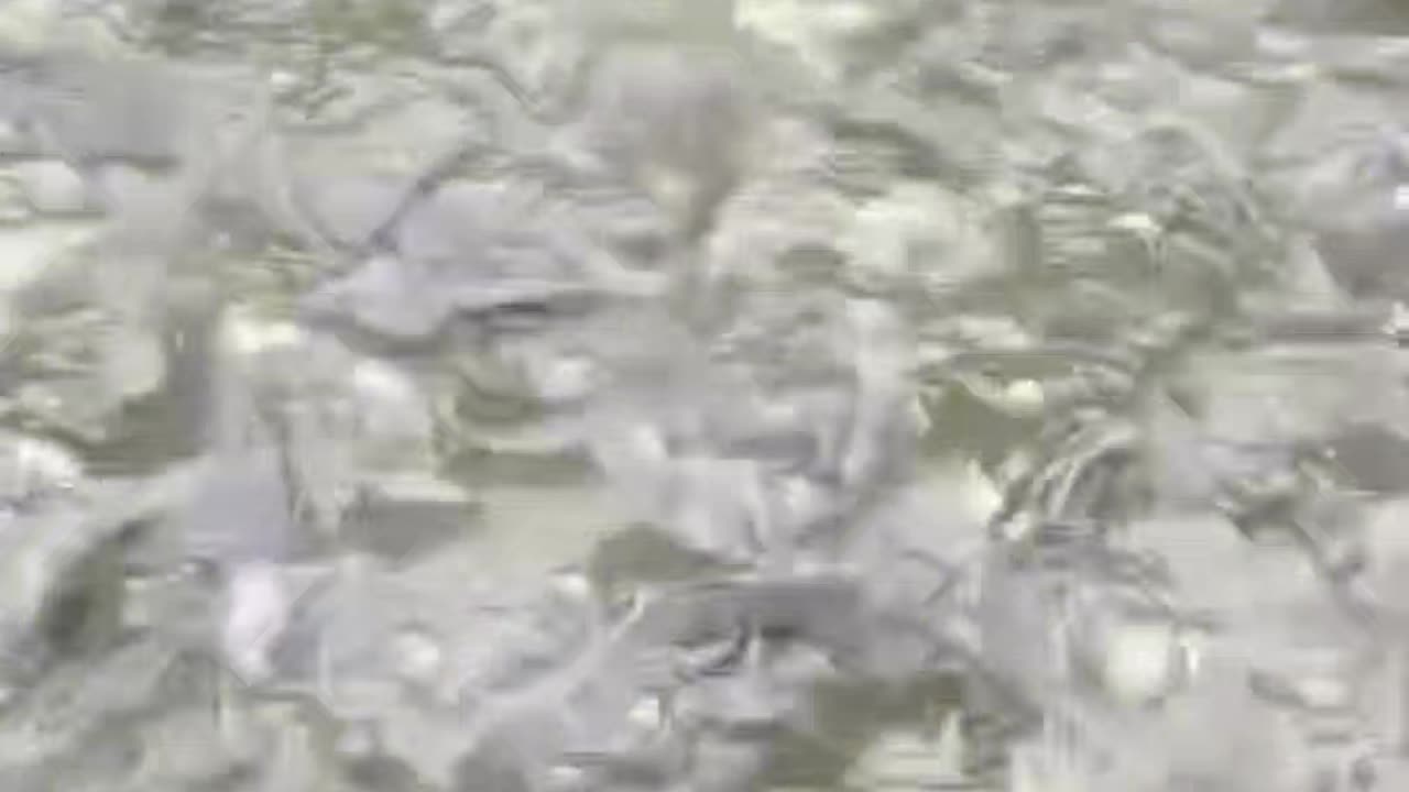 4 fakta ini selalu menimpa para petani ikan lele di Nusantara❗semoga budidaya lele kalian lancar