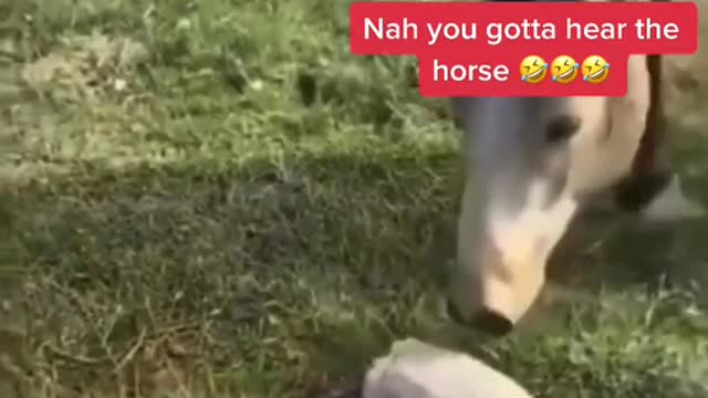 go stupid go crazy 🤣🤣 #fyp #fypシ #foryou #horse #funny #dog #turtle #viral #lmao