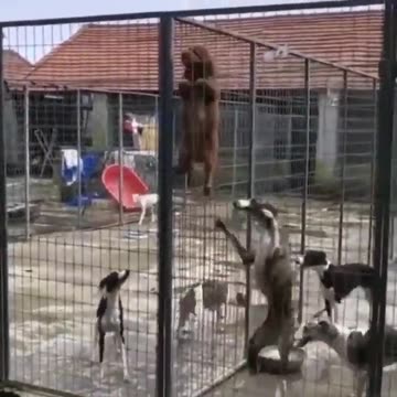 Anti-Loosh Video Number 252. LOOSH is real and bad. Explained below and watch the video