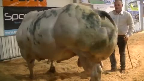 Los 10 Toros Más Grandes Del Mundo