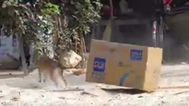 Fake Prank for Animal