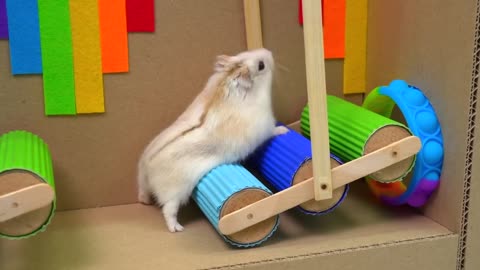 🐹 Hamster Escapes the Pop It Maze for Pets in real life 🐹 Homura Ham-5