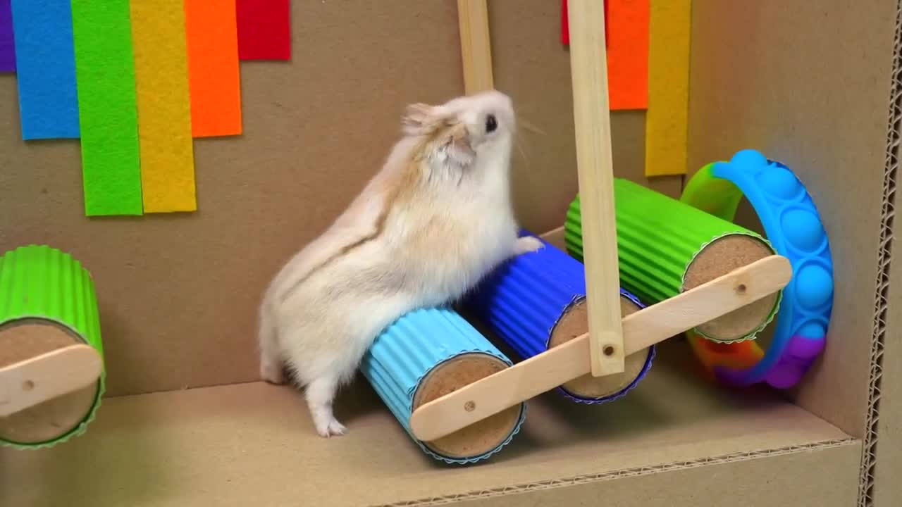 🐹 Hamster Escapes the Pop It Maze for Pets in real life 🐹 Homura Ham-5