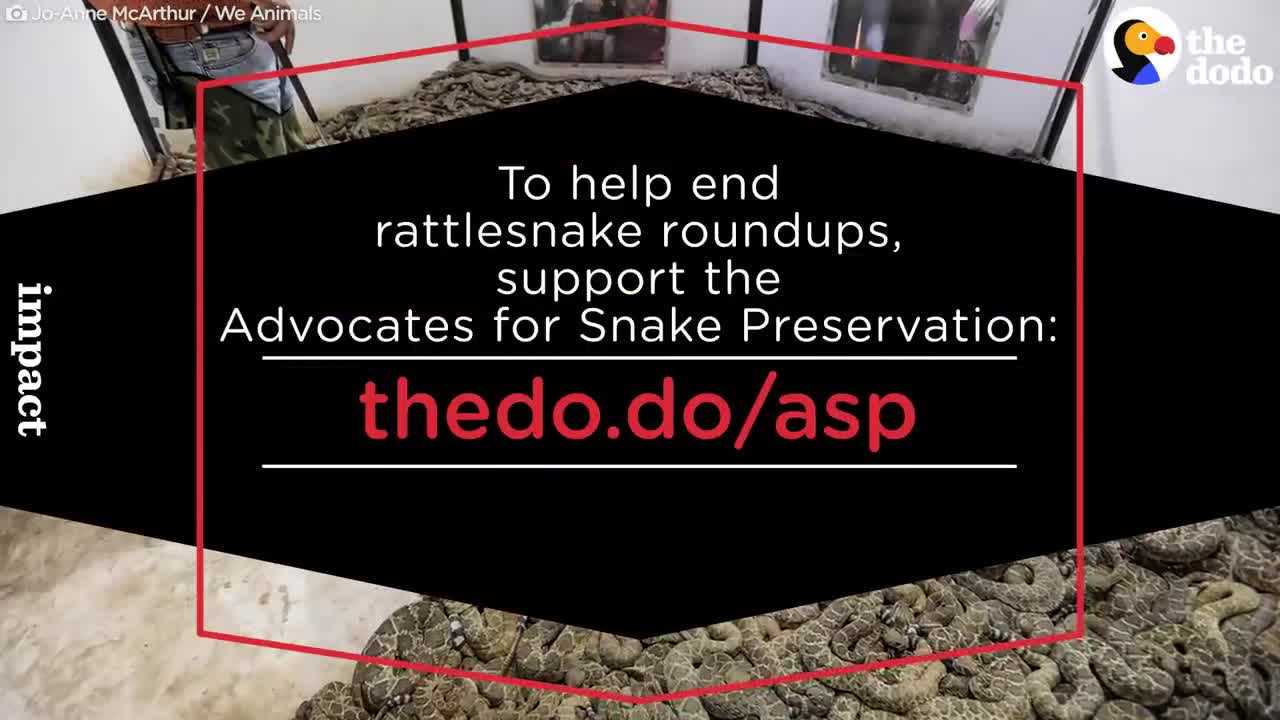 Cruel Rattlesnakes Contests Round Them Up And Kill Them | The Dodo