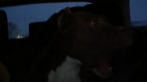 Viral dog singing Rudimental