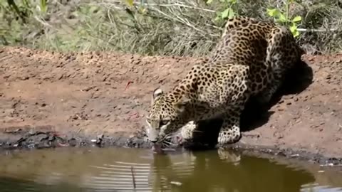King Cheetah, Singa Putih, Harimau Hitam, dan Keunikan Kucing Besar Lainnya
