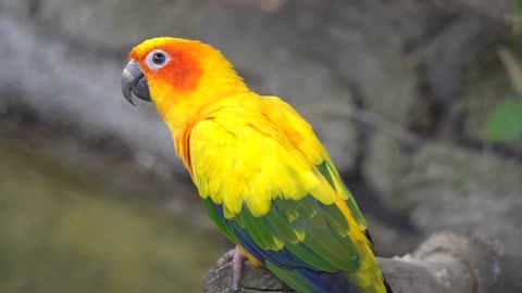 parrot colorful beautiful