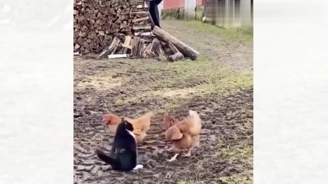 Funny Animal Video with Relaxing music