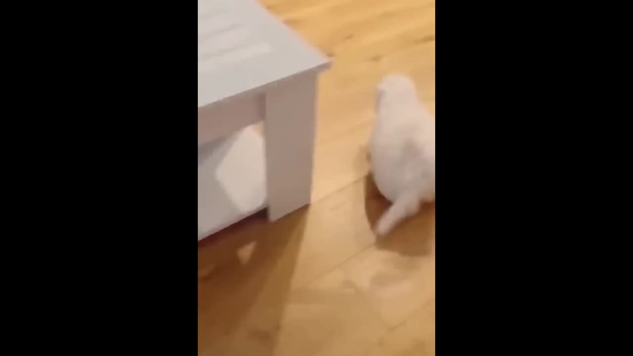Dog run in room