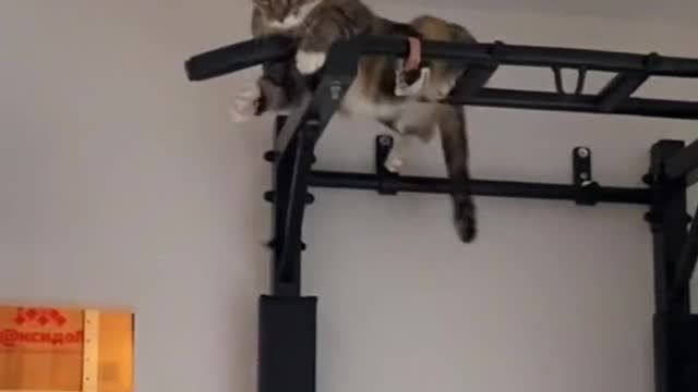 Beautiful cat
