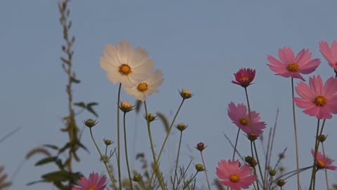 Flowers, scenery, melancholy, sadness,