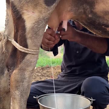 The dairy cow, a bovine marvel, has shaped human history for centuries.