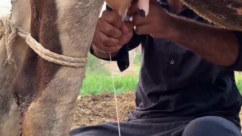 The dairy cow, a bovine marvel, has shaped human history for centuries.