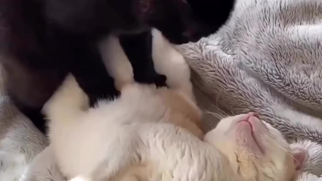 Kneading a loaf at the bread factory